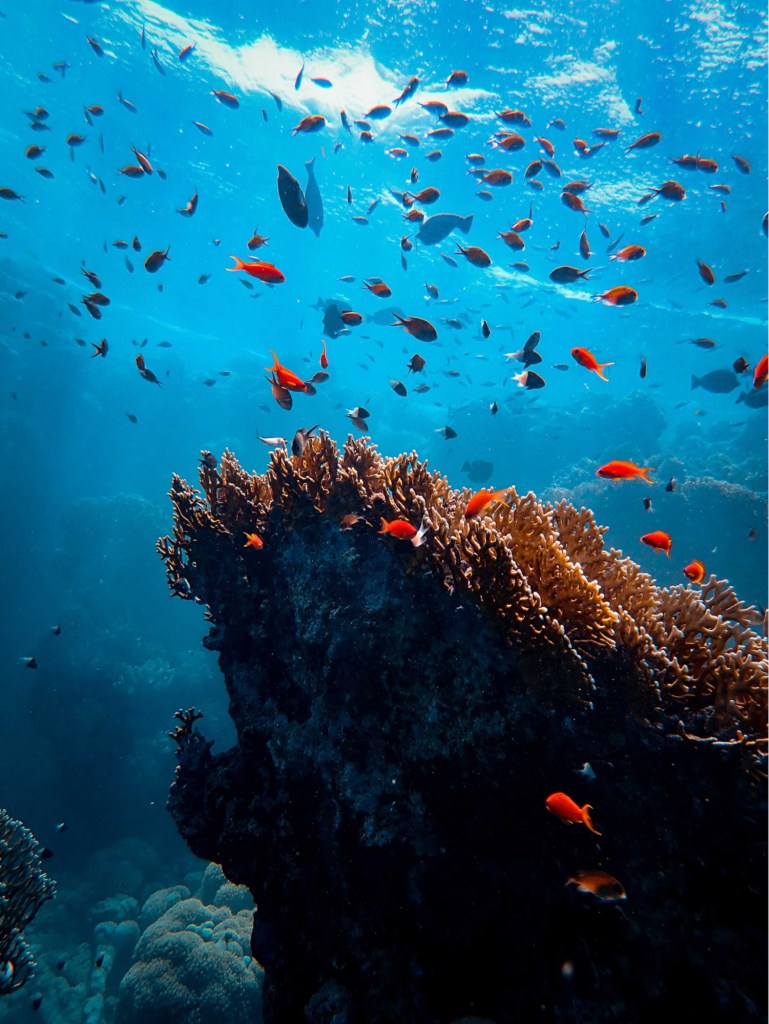 Blancpain X United Nations World Oceans Day 21 Wygdai
